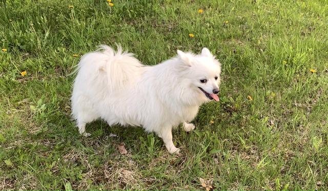 Lola Due (Lola)